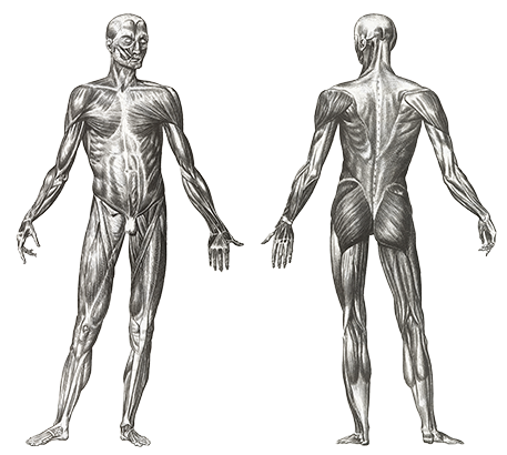 You need to learn muscular anatomy of the human body to be a good deep tissue therapist