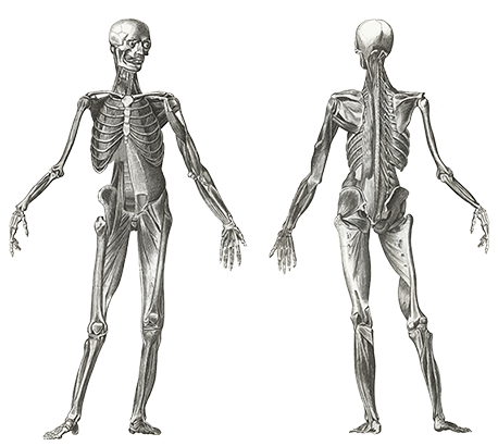 Skeletal Anatomy of a Human Body