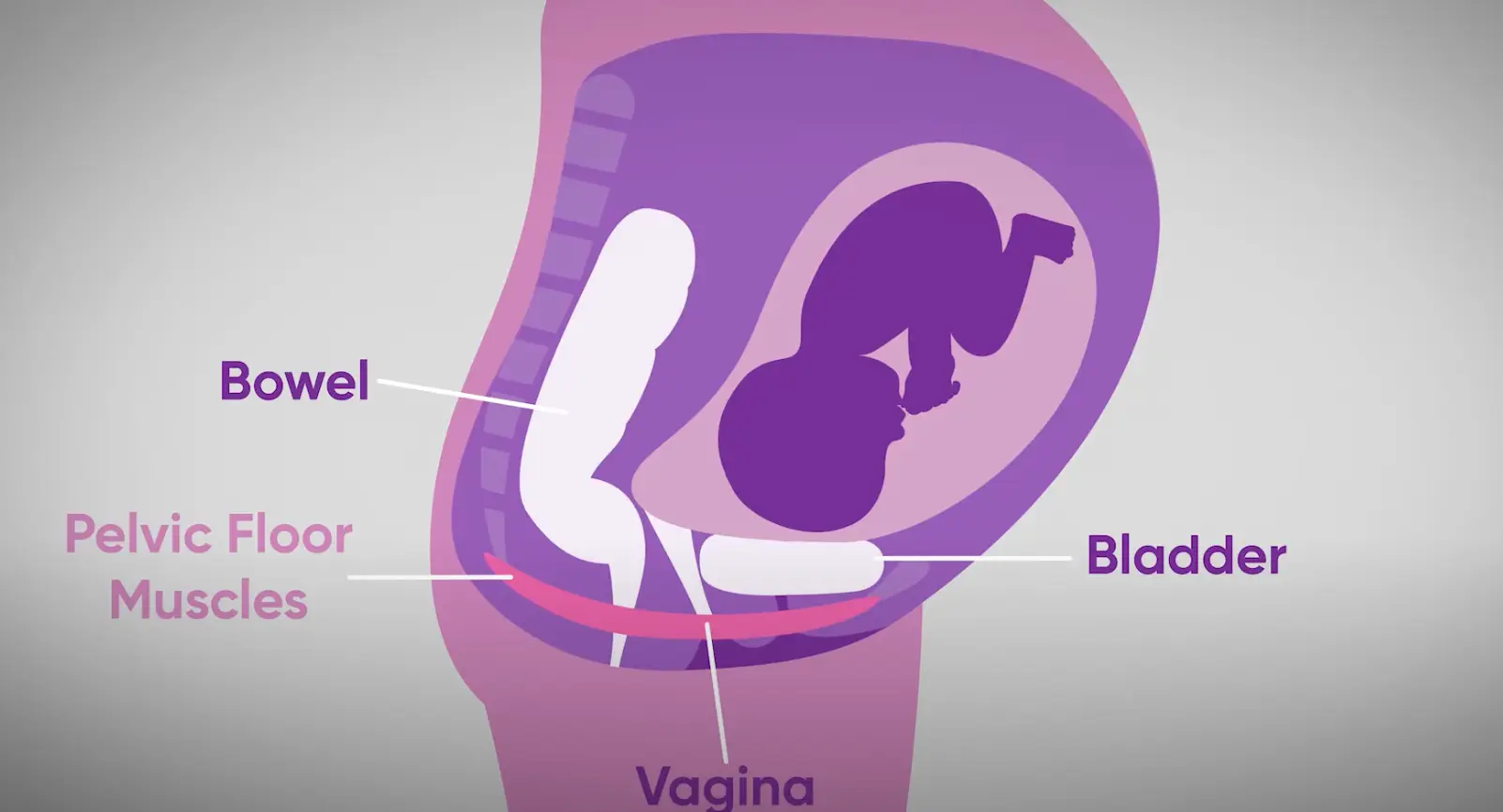 Graphic showing baby pushing down on pelvic floor muscles